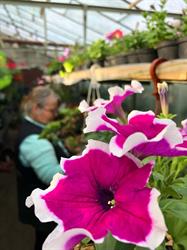 Helga's flower shop, Sibiu