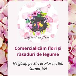 Cufărul cu flori, Suraia