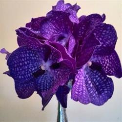 Floraria Vanda Decoration, Cluj-Napoca