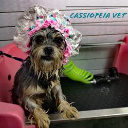Cassiopeia vet. Cabinet veterinar, coafor canin şi farmacie veterinară, Râmnicu Sărat