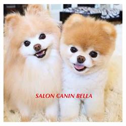 Salon canin Bella, Sibiu