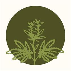 Top Health Cann, Timişoara