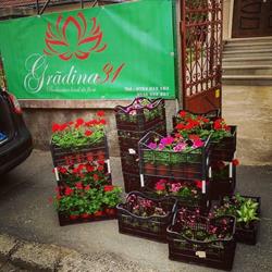 Grădina31 Deva