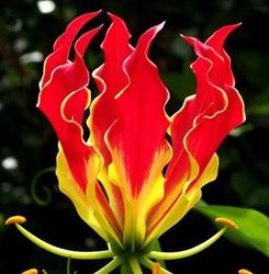 Florăria Gloriosa, Târgu Mureş