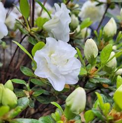 White Gardenia, Sibiu