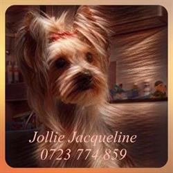 Jollie Jacqueline salon pentru animale de companie, Timişoara