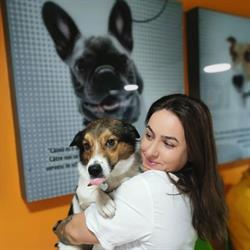 PAF VET - Pets Are Family - Cabinet Veterinar, Bucureşti