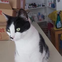 Tiby and Friends Vet, Viile Satu Mare