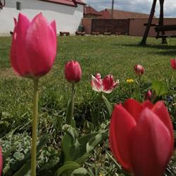 Casa Suzy & Roxy, Arpaşu de Jos