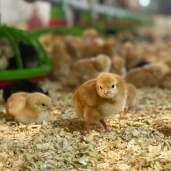 Ferma de păsări Deuşu