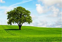 Clean Green Energy, Baia Mare