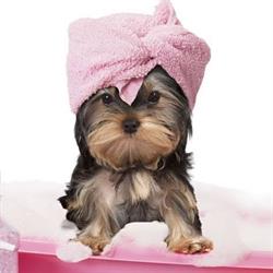 Sia Salon Animale, Bucureşti