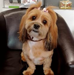 Fifi Salon Baba Novac - Cosmetica canina si felina, Bucureşti
