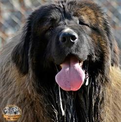 Porolissum Legend kennel, Şimleu Silvaniei