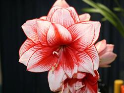 Amarilis Welnera, Satu Mare