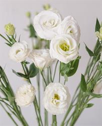 Nagy Flowers, Botiz