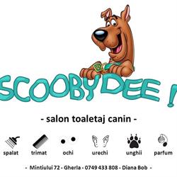 ScoobyDee Groom, Gherla