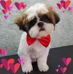THOR PET SALON S.R.L., Bragadiru