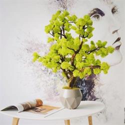 Frena Design, Baia Mare