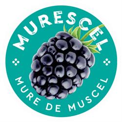 Murescel, Câmpulung