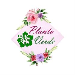 Floraria Planta Verde Panciu