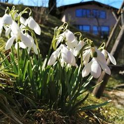 GreenHill, Braşov