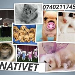 Nativet, Braşov