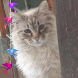 SC Mianca Vet SRL - farmacia animalelor, Bucureşti
