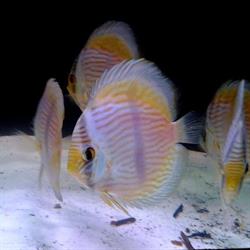 Tropheus Online, Bucureşti
