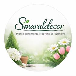 Smaraldecor, Braşov