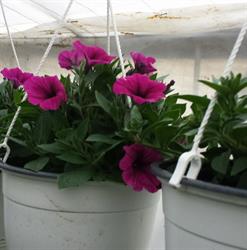 Sera de flori Timişoara, Giroc