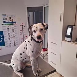 PetHealth - Cabinet si Farmacie Veterinara, Iaşi