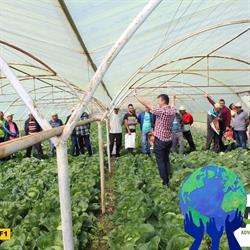 Hortilia Group, Teasc