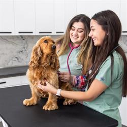 Veterius - Clinica Veterinara, Zalău
