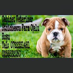 Cabinet Stoichescu Farm Otelu Roşu, farmacie+cabinet veterinar, Oţelu Roşu