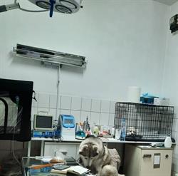 Cabinet Veterinar Animals' Med. Timisoara