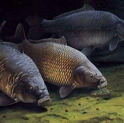 Karp Pro Articole De Pescuit, Sighişoara