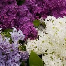 House of lilacs, Constanţa