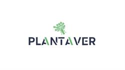 Plantaver, Bucureşti
