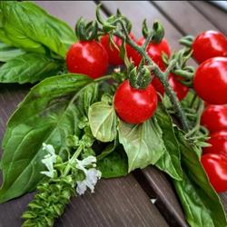 Legume Bio Biled