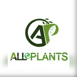 ALLe PLANTS Fito, Drănic