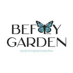 befly.ro, Iaşi