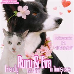 RuRu & Eva - Cabinet Veterinar, Timişoara