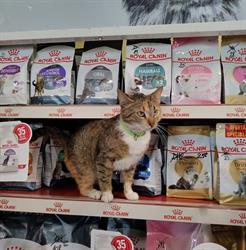 Pet Shop Repono, Oradea