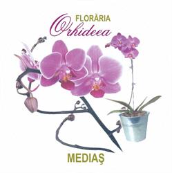 Floraria Orhideea Medias