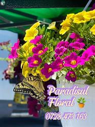 Paradisul Floral, Râmnicu Vâlcea