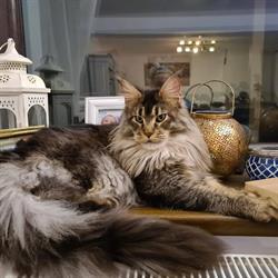 Arr Grooming Salon, Galaţi