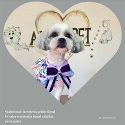 Alma Pet (Grooming), Botoşani