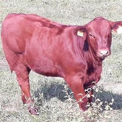 Ferma Angus Bihor, Beznea