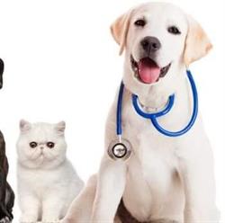 Cabinet Veterinar Corbeanca